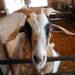 A goat at the Domino's Petting Farm on Monday, July 1, 2013. Melanie Maxwell | AnnArbor.com
